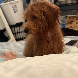 Meet your Posher, Bri